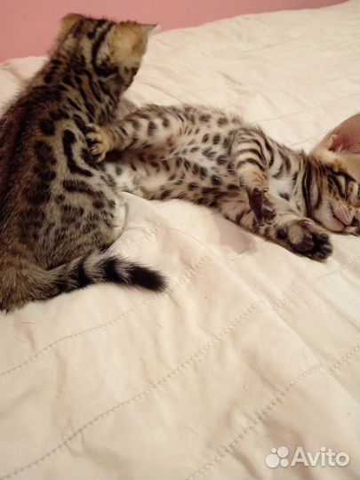 Бенгальские котята