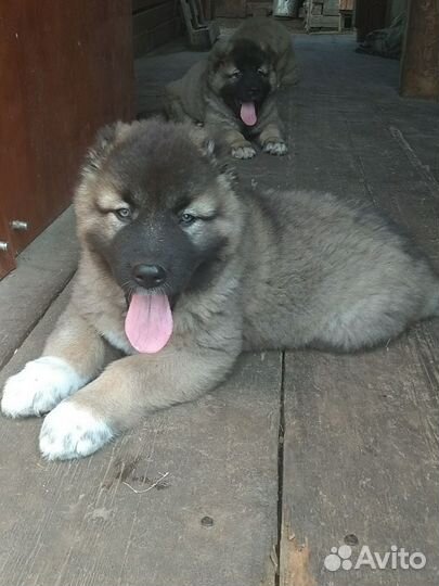 Щенки кавказской овчарки