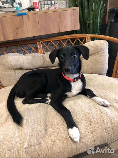 Щенок в добрые руки