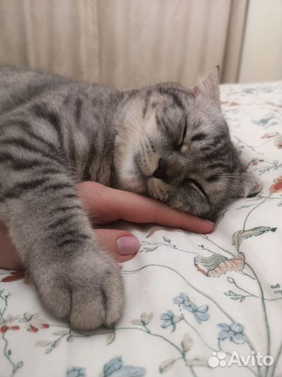 Шотландский вислоухий кот на вязку