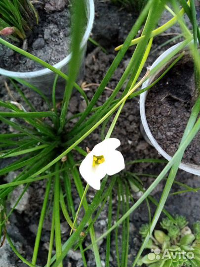 Зеферантес