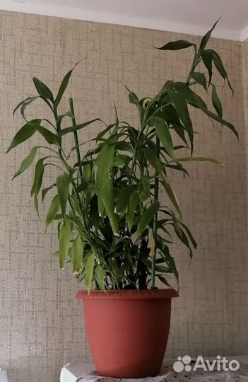 Пальма драцена. Dracaena Sanderiana. 70см