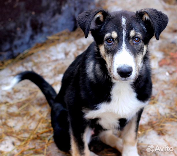 Гришенька в дар