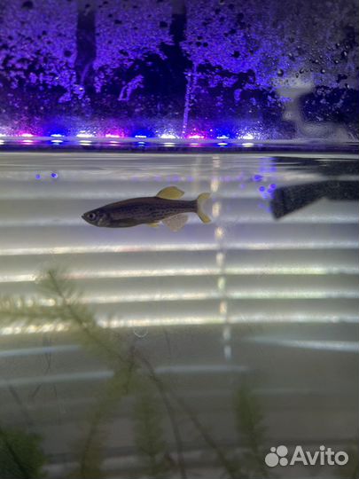 Креветка вишня аквариумная и Данио бесплатно