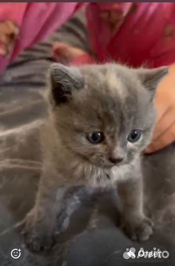 Шотландская