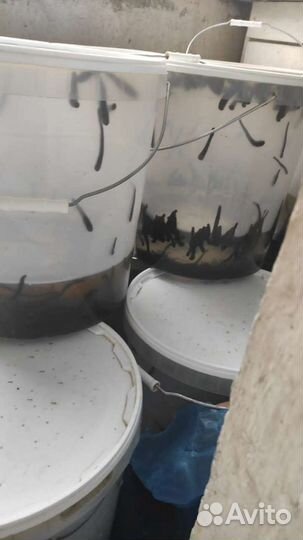 Восточные пиявки из Азербайджана0,7-1,4 гр