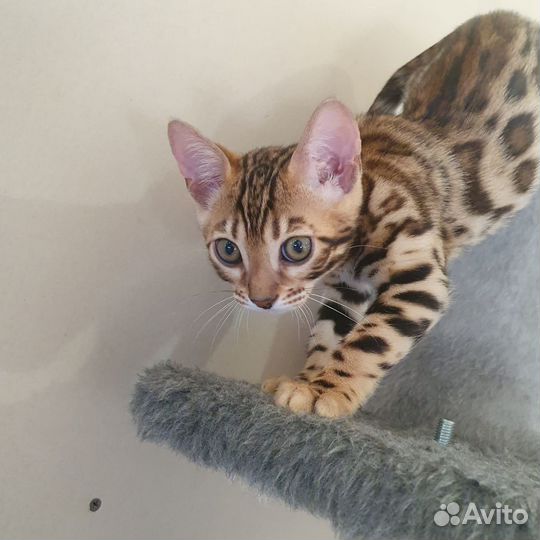 Бенгальская