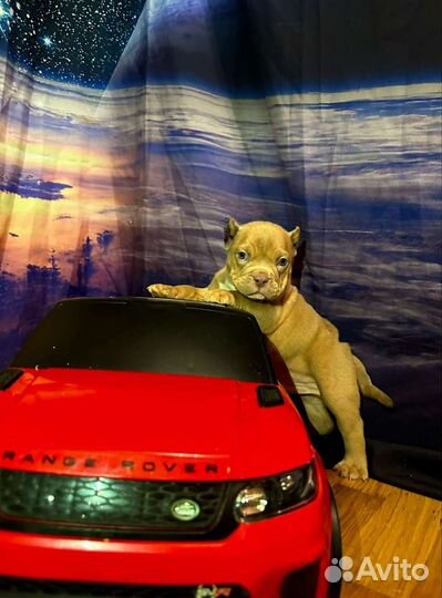 Американский булли щенки покет и экзоты