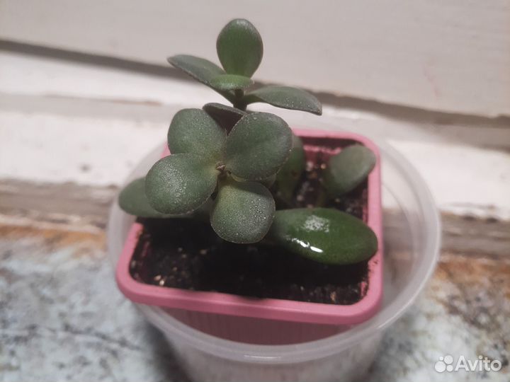 Крассула, толстянка, денежное дерево