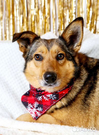 Небольшая скромная Ася ищет дом