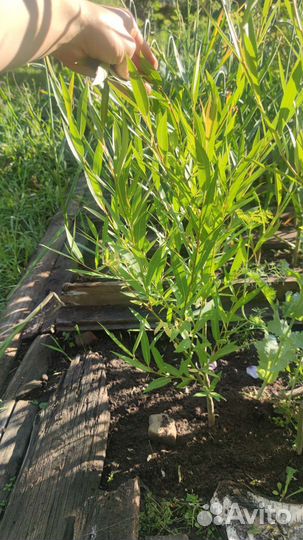 Ива шаровидная