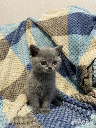 Британские котята