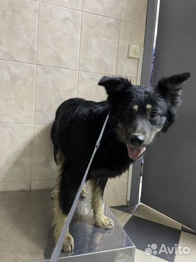 Жужа собачка