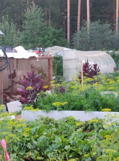 Участок 4 сот. (СНТ, ДНП)