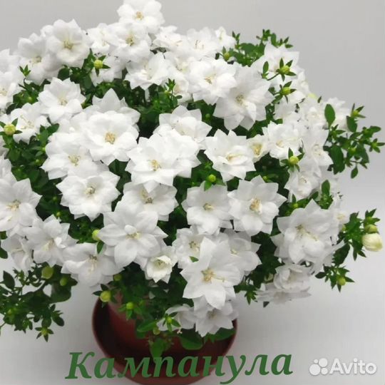 Кампанула (жених и невеста)