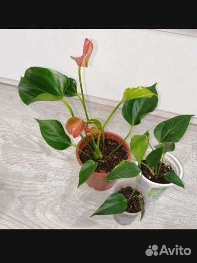 Антуриум Матата