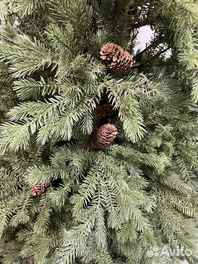 Ель Литая пышная
