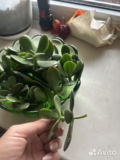 Крассула толстянка денежное дерево