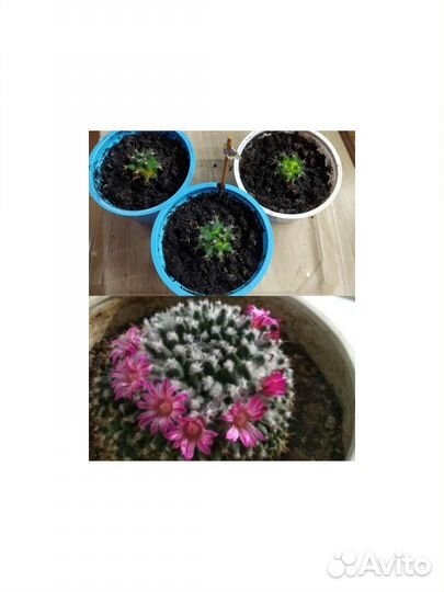 Кактусы редкие