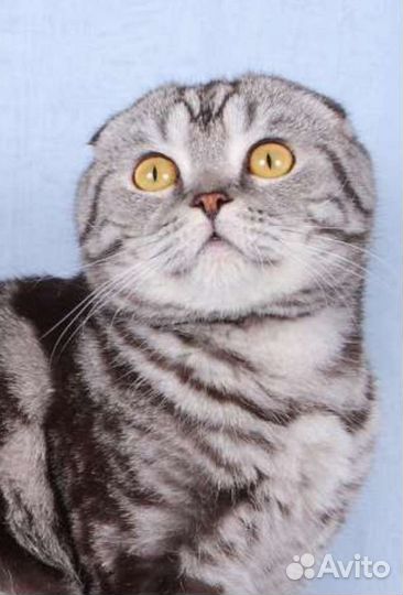 Шотландский кот на вязку