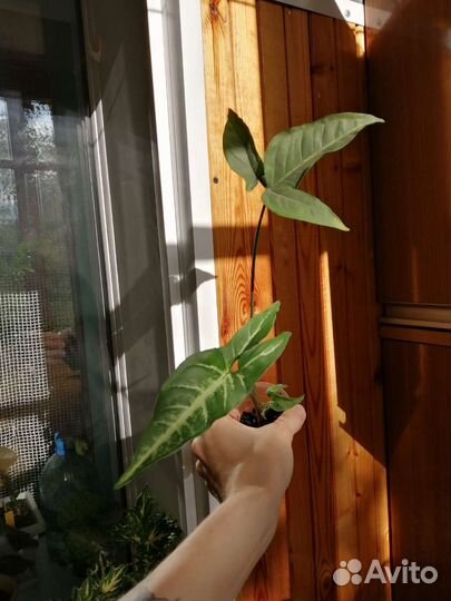 Сингониум Spear point