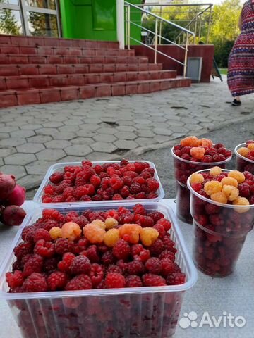 Саженцы ремонтантной малины