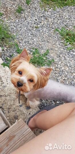 Догситтер, выгул собак, передержка