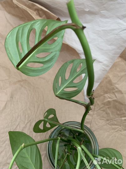 Отростки мини-монстеры лиановидной