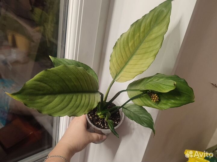 Спатифиллум Блэк бьюти, Индонезия дэли