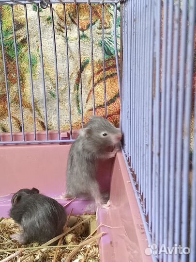 Серийские хомяки малыши