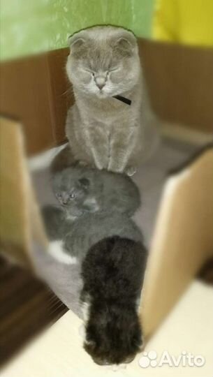 Котята британской скоттиш-фолд