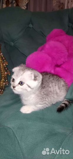 Шотландские котята