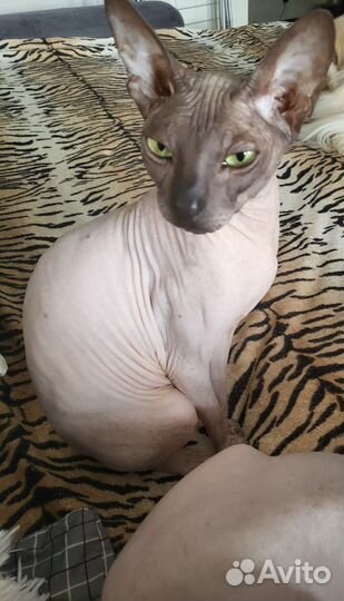 Кошка сфинкс