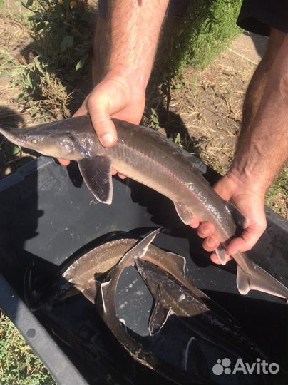 Живая рыба.Sтерлядь