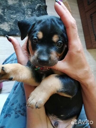 Отдам щенков в дар