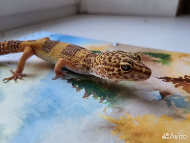 Гекон эублефар и террариум