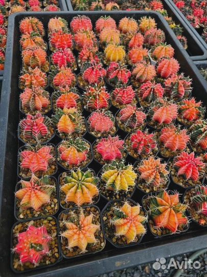 Кактус гимнокалициум вариегатный