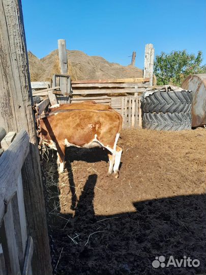 Первотелки