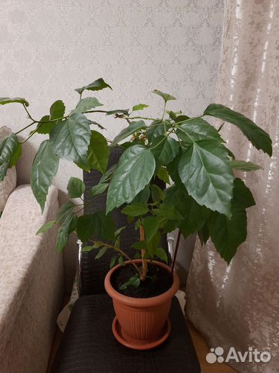 Китайская роза