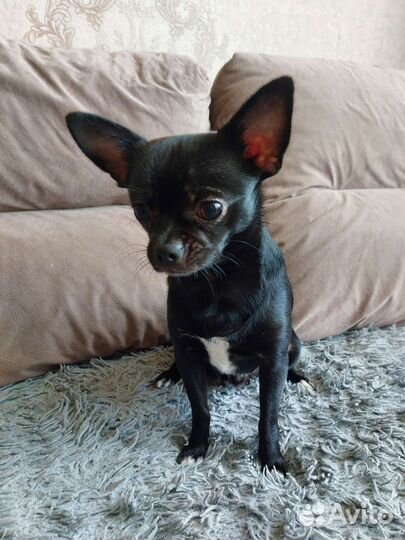 Вязка чихуахуа мальчик