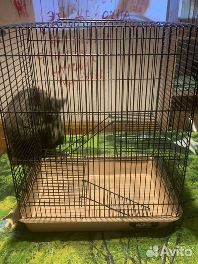 Большая клетка для крыс