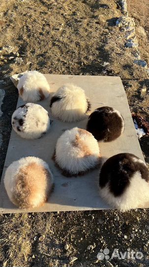 Шапка папаха