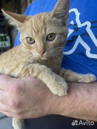 Котята крысоловы