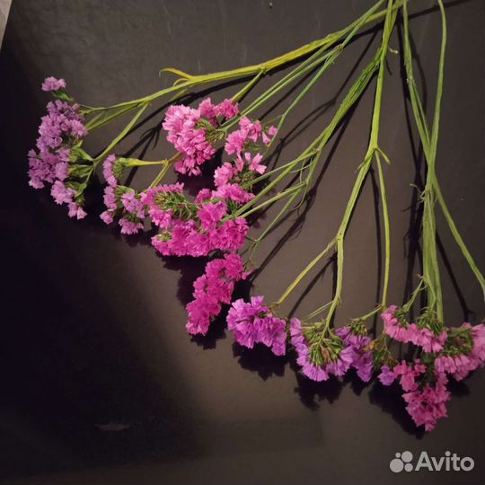 Сухоцвет Статица