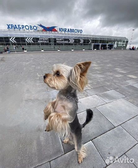 Йоркширский терьер mini