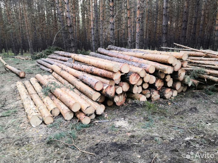 Лес кругляк сосна