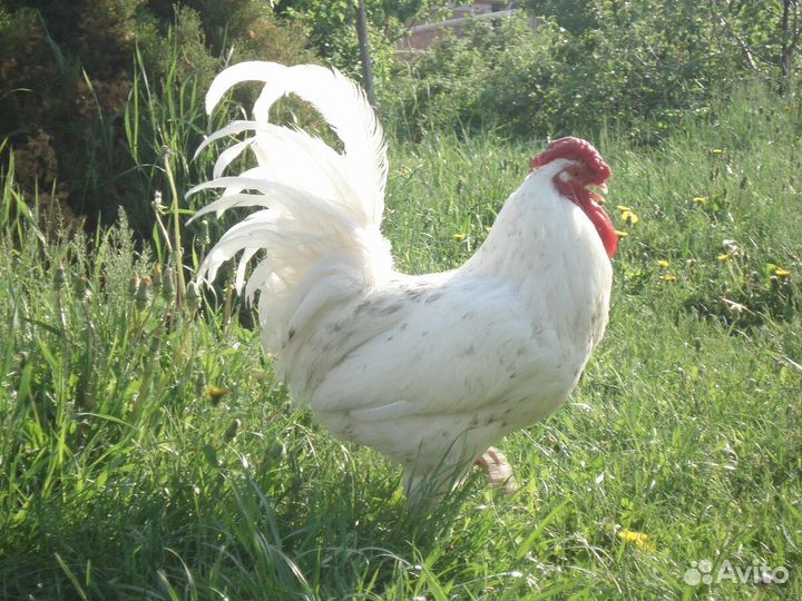 Куры молодки