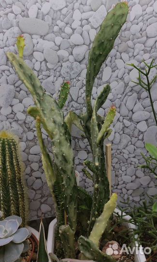 Кактусы почтой