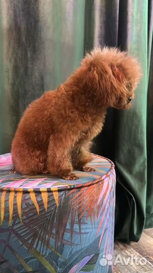 Той-пудель тедди китай