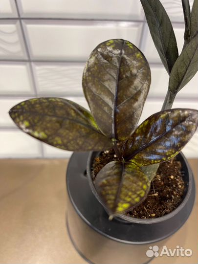 Замиокулькас Изумрудный